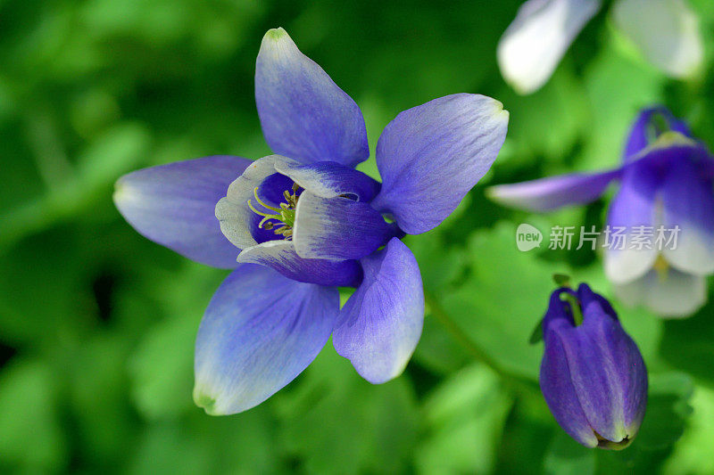 水仙花/耧斗菜花